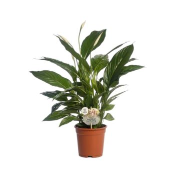 Spathiphyllum_einblatt_scheideblatt_17_plantlovers_70
