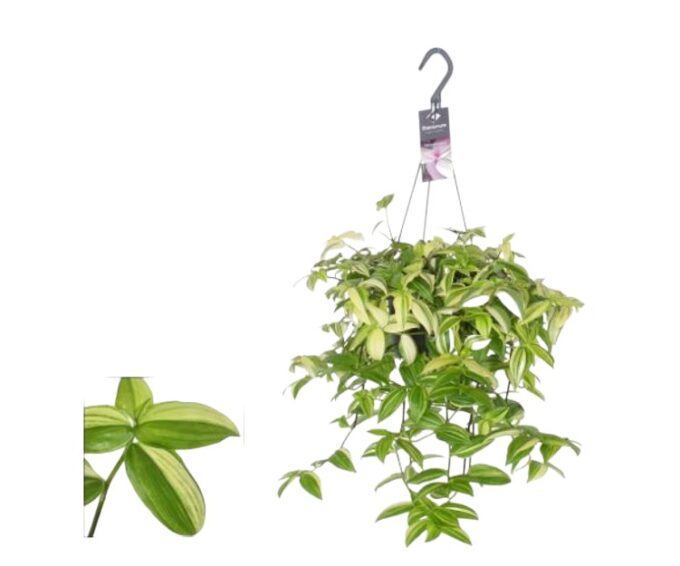 Tradescantia_Yellow_Hill_Dreimasterblume_h17_plantlovers_35_2