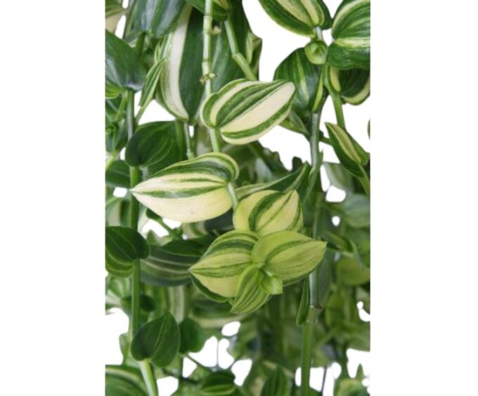 Tradescantia_Yellow_Hill_Dreimasterblume_h17_plantlovers_35_3