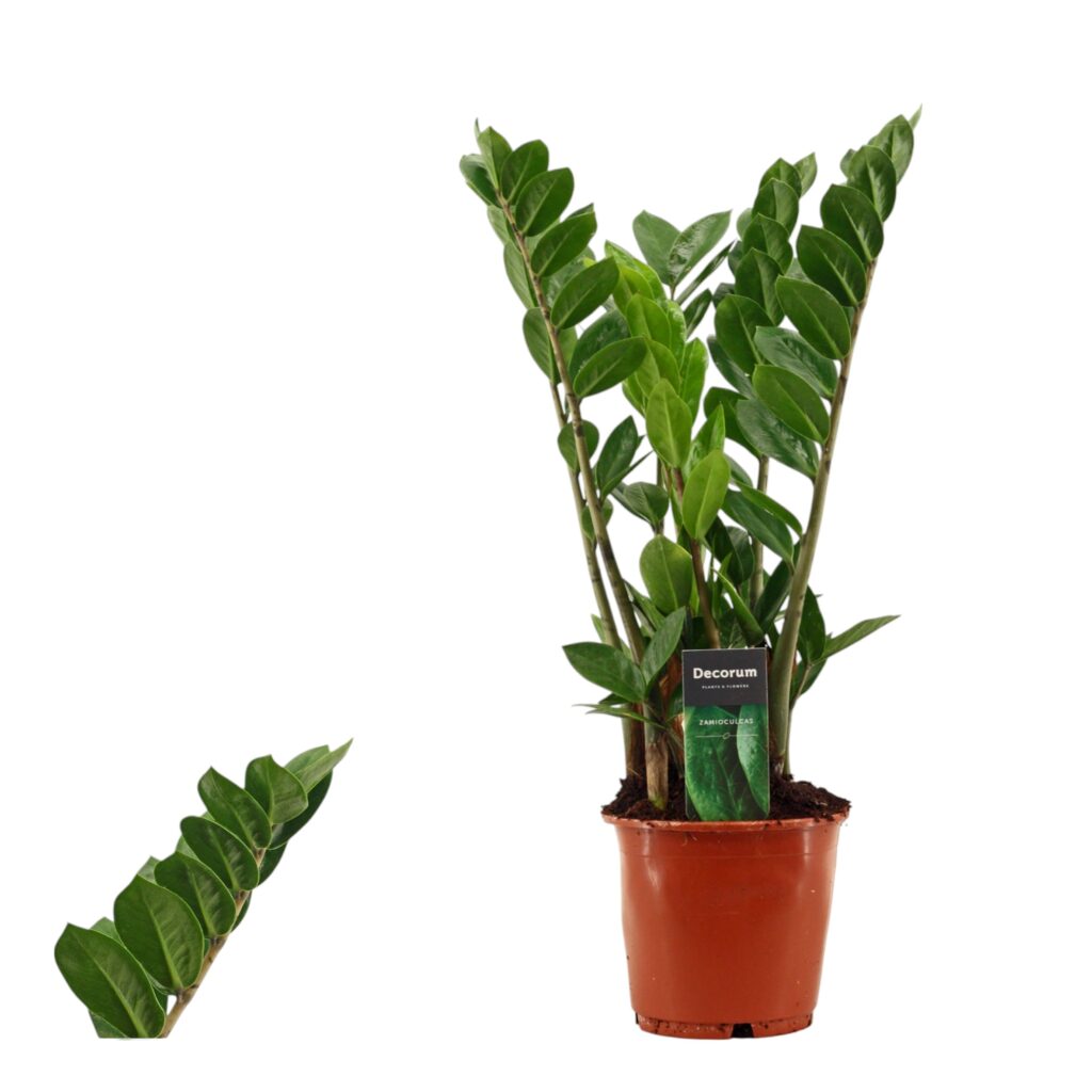 Zamioculcas Zamiifolia (Glcksfeder) online kaufen - plantlovers.ch