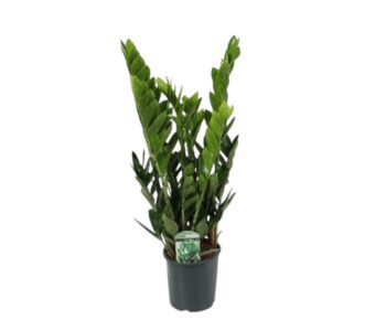 Zamioculcas_zamiifolia_glücksfeder_17_plantlovers_65