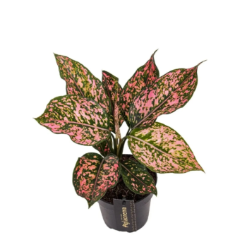 Aglaonema Pink Leopard kolbenfaden 12 zimmerpflanze schweiz