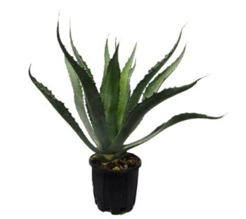 Agave Americana 18_plantlovers_60