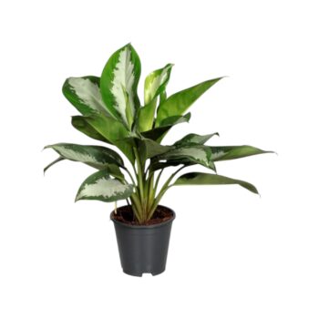 Aglaonema Diamond Bay 14 plantlovers 40