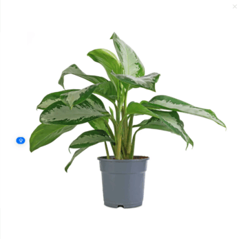 Aglaonema Diamond bay 17 plantlovers 60