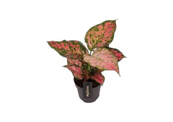 Aglaonema Crimson love kolbenfaden 12_plantlovers_30