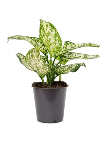 Aglaonema_Ivory_Jade_Kolbenfaden_12_plantlovers_30