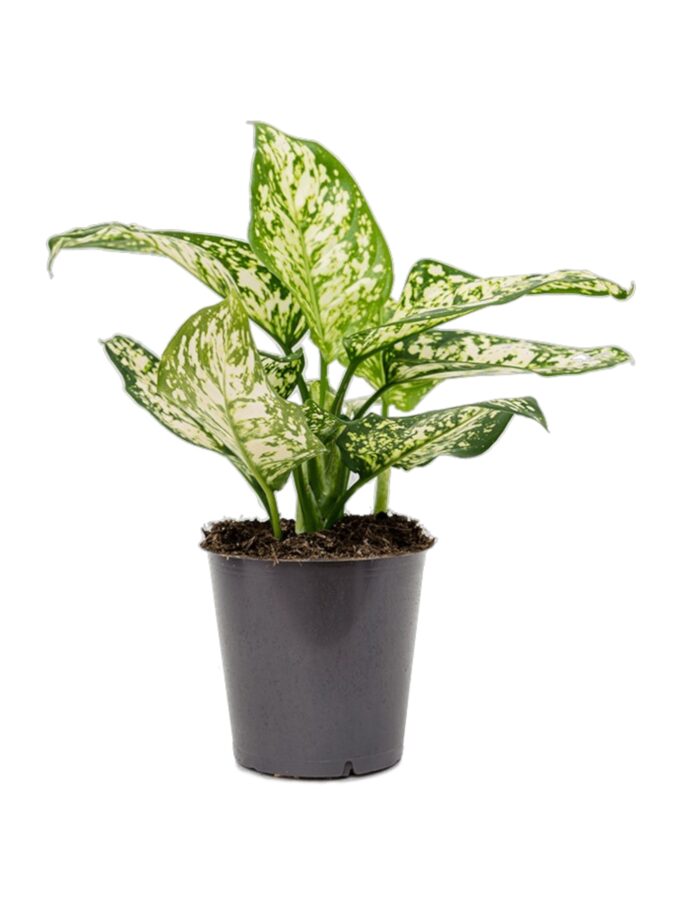 Aglaonema_Ivory_Jade_Kolbenfaden_12_plantlovers_30