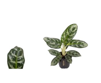 Aglaonema amazon silver kolbenfaden_12_plantlovers_30