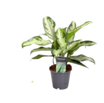 Aglaonema jubilee petite Kolbenfaden_12_plantlovers_30