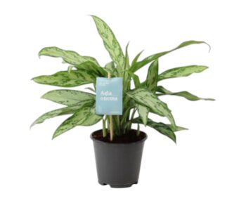 Aglaonema silver queen kolbenfaden_14_plantlovers_40