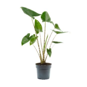 Alocasia Zebrina Pfeilblatt Zebrina 17 plantlovers 65