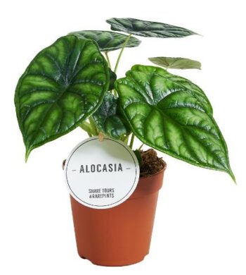 Alocasia_Dragon_Scale_12_plantlovers_25