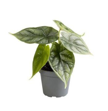 Alocasia_Dragon_Scale_Pfleilblatt_Baby_6_plantlovers_20