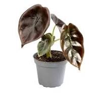 Alocasia_Red_Secret_06_plantlovers_12