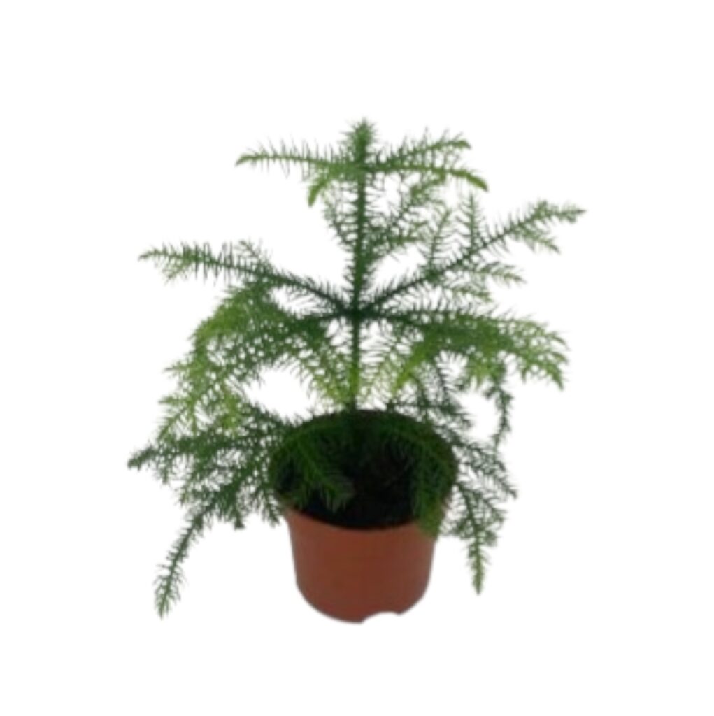Araucaria Heterophylla (Zimmertanne) online kaufen - plantlovers.ch