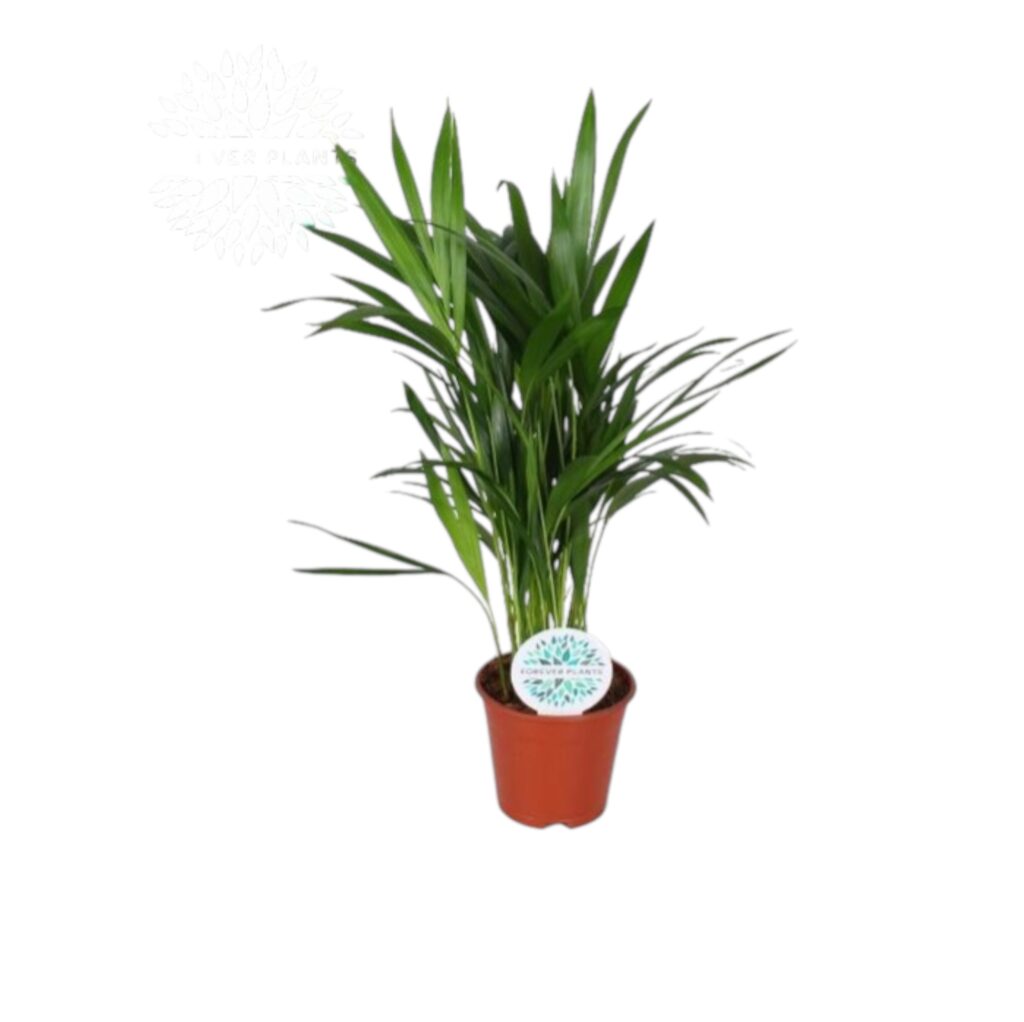 Dypsis Lutescens (Goldfruchtpalme) Areca online kaufen - plantlovers.ch