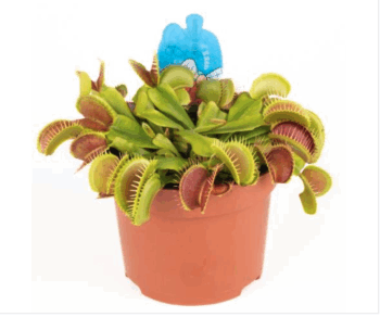 Dionaea_muscipula_Venusfliegenfalle_12_plantlovers_20