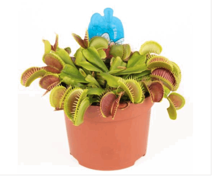 Dionaea_muscipula_Venusfliegenfalle_12_plantlovers_20