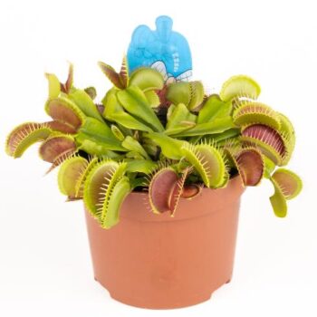 Dionaea muscipula Venusfliegenfalle 12_plantlovers_20_1 Fleischfresser Carnivor