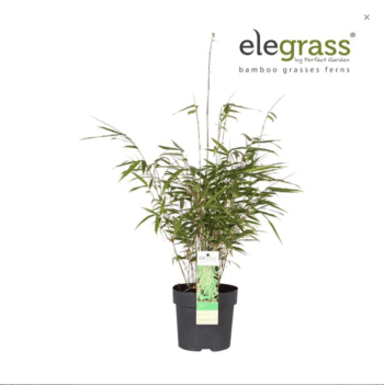 Fargesia rufa niedriger_Bergbambus_ 4_plantlovers_50