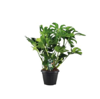 Monstera_Deliciosa_35_plantlovers_85