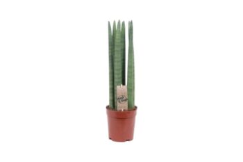Sansevieria Cylindrica Straight Afrikanisches Speerblatt 14 plantlovers 50