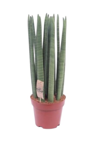 Sansevieria Cylindrica Straight Afrikanisches Speerblatt 21 plantlovers 85