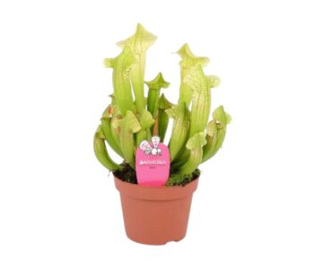 Sarracenia_Eva_Schlauchpflanze_Fleischfressend_Carnivor_12_plantlovers_30-Photoroom