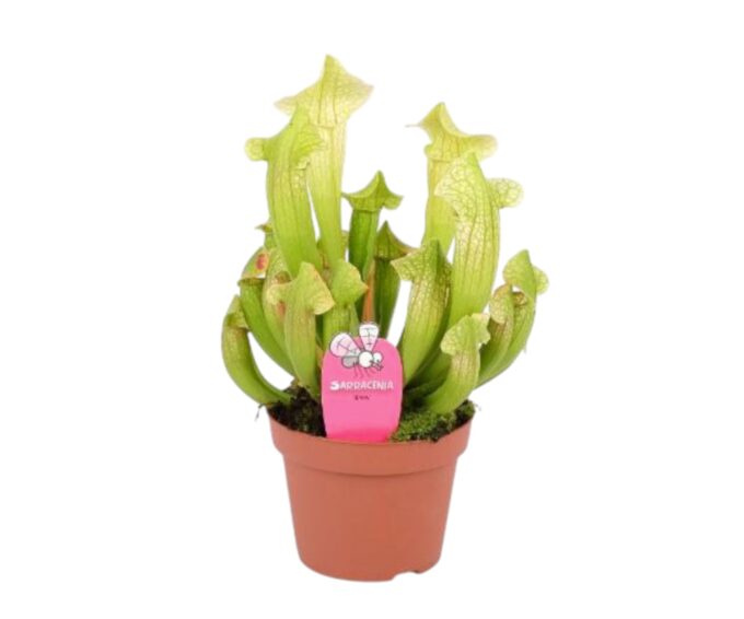 Sarracenia_Eva_Schlauchpflanze_Fleischfressend_Carnivor_12_plantlovers_30-Photoroom