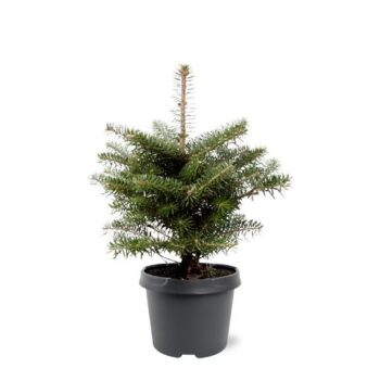 Abies koreana Koreatanne