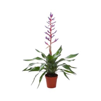 Aechmea Blue Rain Lanzenrosette