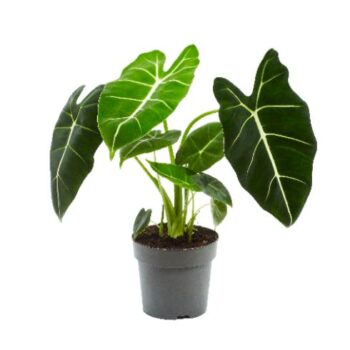 Alocasia Frydek Pfeilblatt Elefantenohr