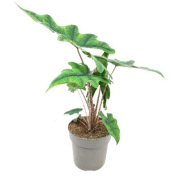 Alocasia Tandurusa Jacklyn