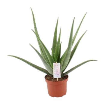 Aloe vera 19 plantlovers 55-Photoroom-P