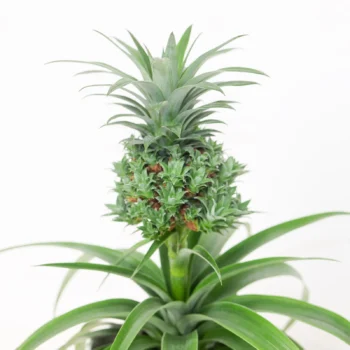Ananas comosus babyboom