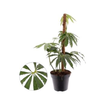 Anthurium Polyschistum