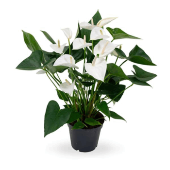 Anthurium andraeanum White Flamingoblume