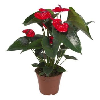 Anthurium andraeanum red flamingoblume