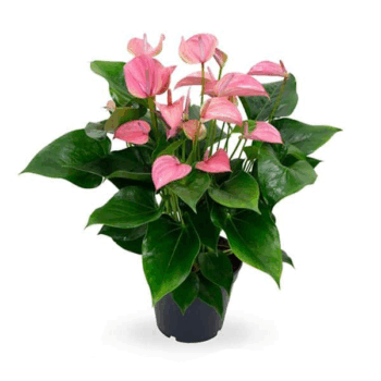 Anthurium andraeanum pink anthurie flamingoblume