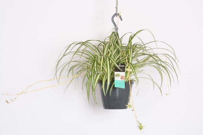 Chlorophytum comosum variegata ampel 17
