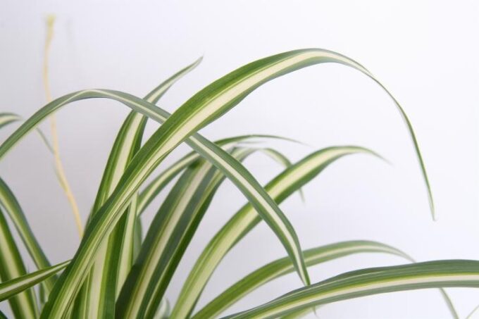 Chlorophytum cosum variegatum