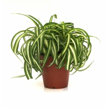 Chlorophytum comosum bonnie
