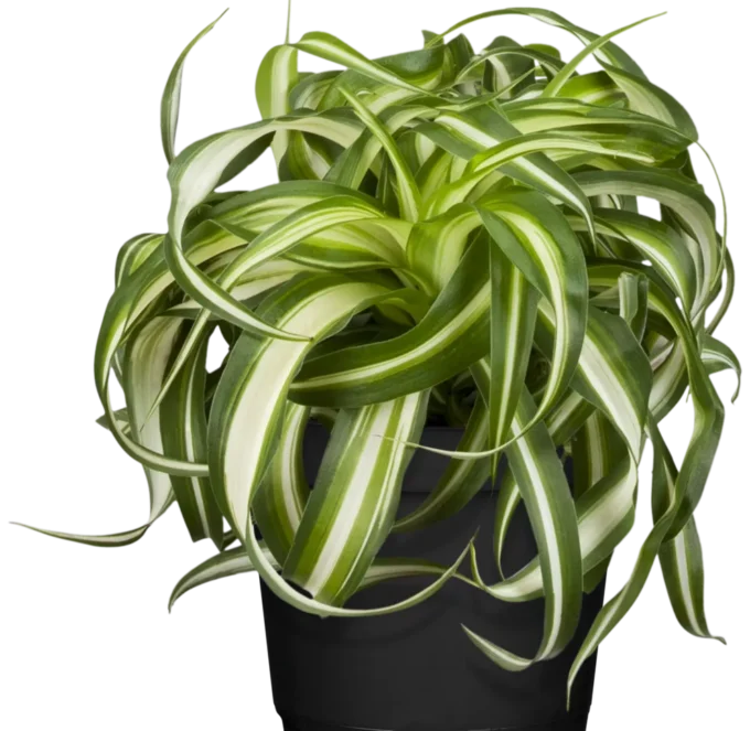 Chlorophytum_comosum_bonnie