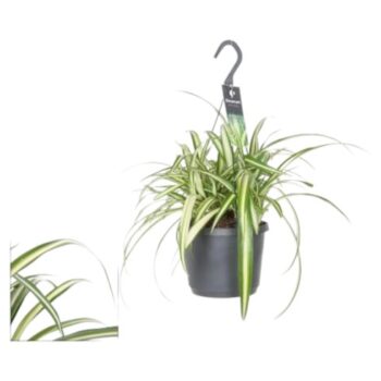 Chlorophytum comosum variegatum Ampel Hängepflanze Hängetopf