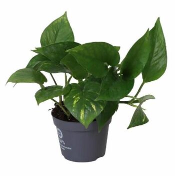 Epipremnumm Aureum Efeutute Goldranke