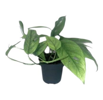 Epipremnum pinnatum cebu blue blaue efeutute