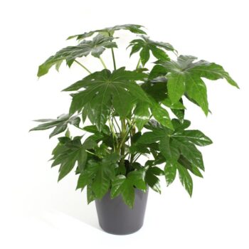 Fatsia japonica zimmeraralie