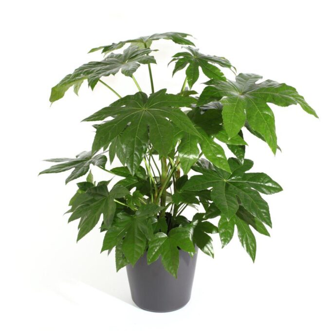 Fatsia japonica zimmeraralie