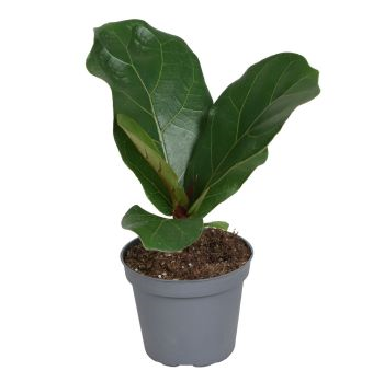 Ficus Lyrata Geigenfeige Baby von plantlovers